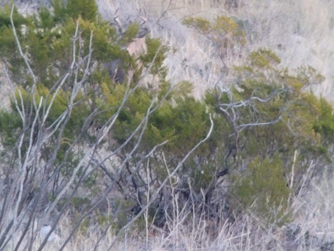 coues 3.jpeg coues 3.jpeg