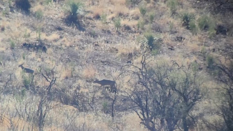 forky chasing doe.jpeg forky chasing doe.jpeg