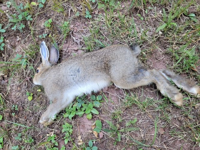 dead rabbit.jpg
