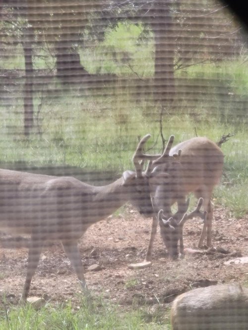 blind bucks 1.jpeg blind bucks 1.jpeg