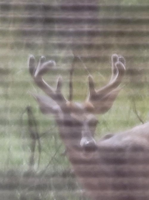 blind bucks 2.jpeg blind bucks 2.jpeg