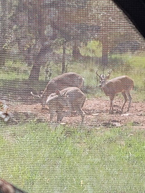 blind bucks 3.jpeg blind bucks 3.jpeg