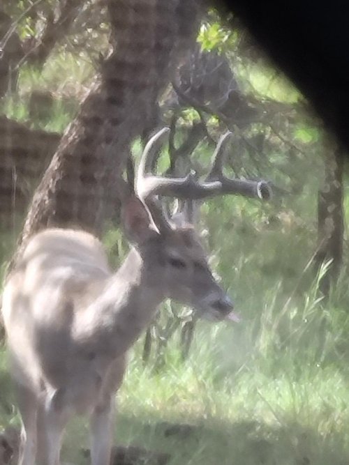 blind bucks 4.jpeg blind bucks 4.jpeg