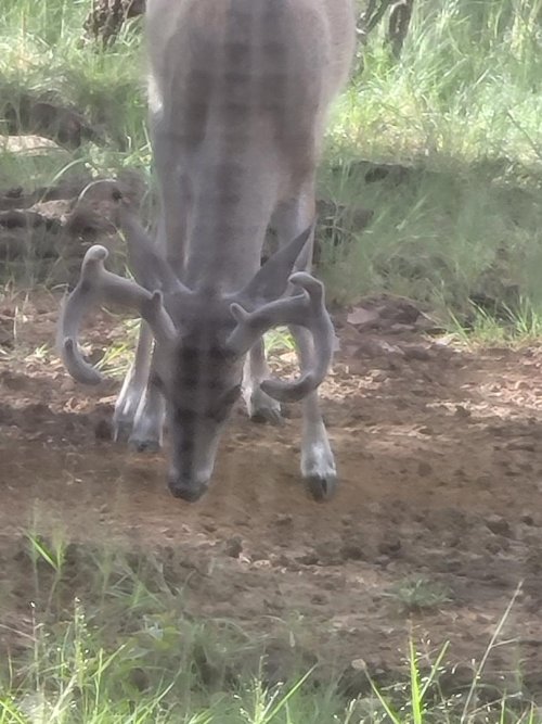 blind bucks 5.jpeg blind bucks 5.jpeg