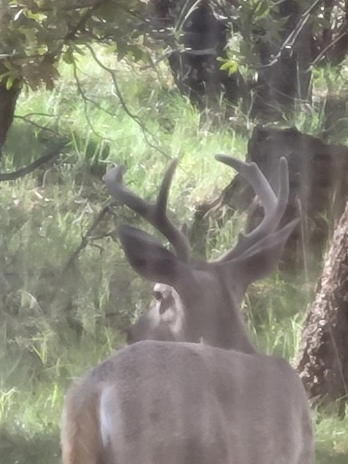 blind bucks 6.jpeg blind bucks 6.jpeg