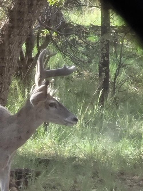 blind bucks 7.jpeg blind bucks 7.jpeg