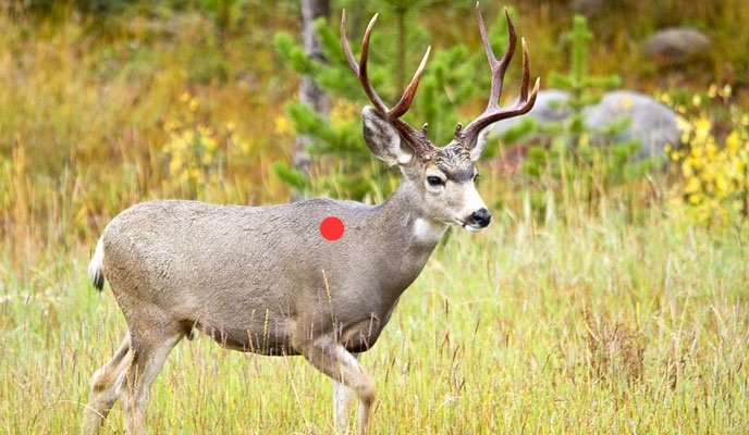 MuleDeer_Cover_688x400.jpg MuleDeer_Cover_688x400.jpg