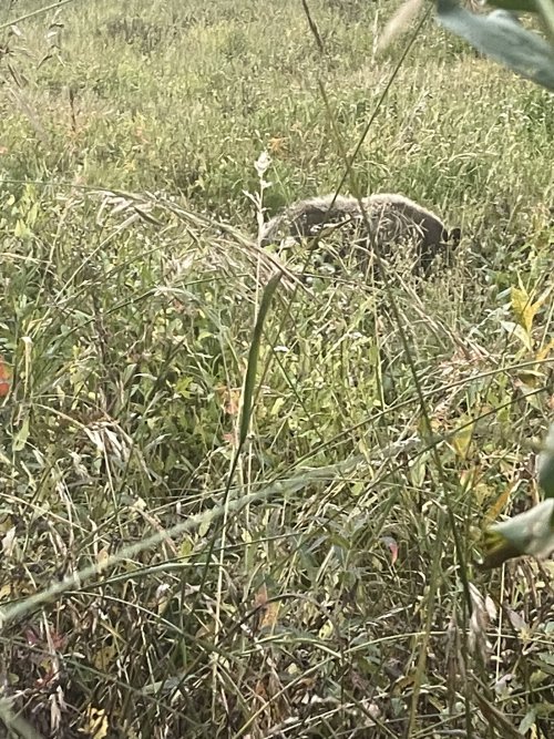 508770A0-F526-4C37-89C0-6AA9A93A4E57.jpeg 508770A0-F526-4C37-89C0-6AA9A93A4E57.jpeg