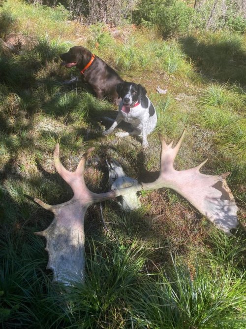 moose.jpg moose.jpg