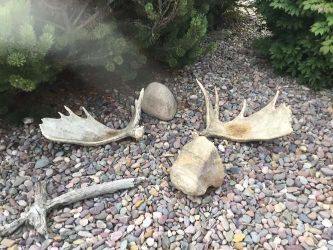 moose 2.jpg moose 2.jpg
