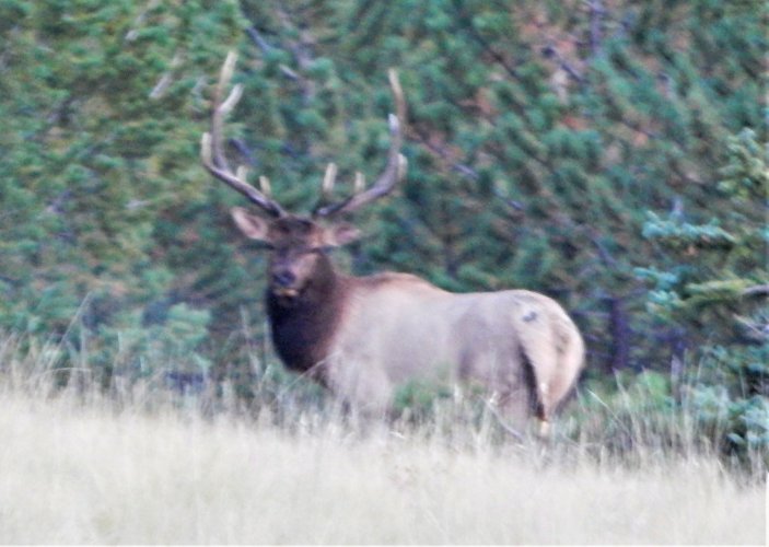 bull satellite Marks creek S Park 9.15.23.JPG