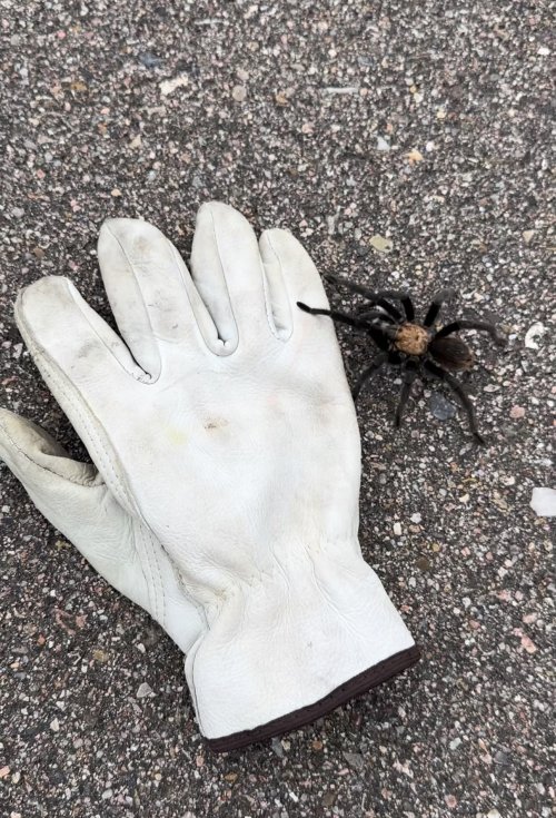 Tarantula.jpg Tarantula.jpg