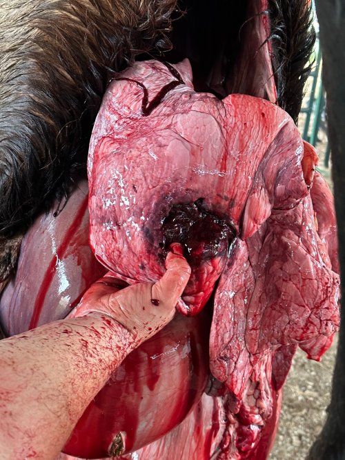 2023 Elk Lung.jpg 2023 Elk Lung.jpg