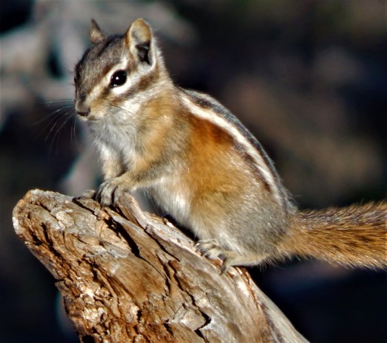 chipmunk close up 9.5.23.JPG