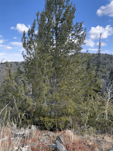 IMG-3996.GIF IMG-3996.GIF