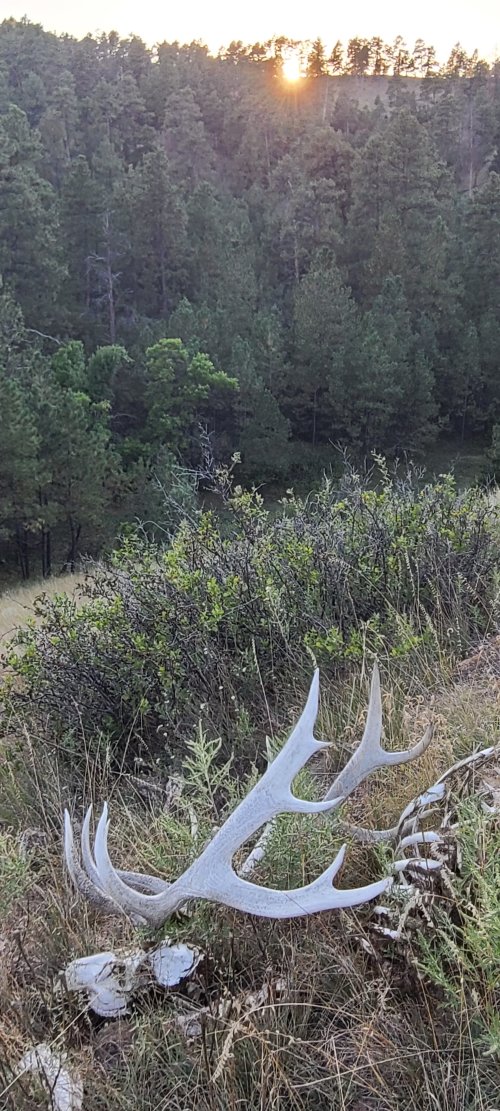 Deadhead elk.jpg