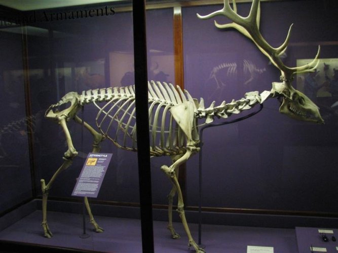 elk skeleton.JPG