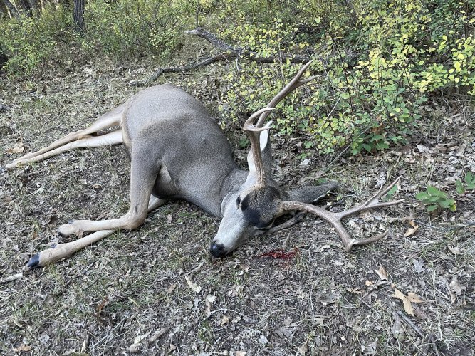 Deer1.jpg
