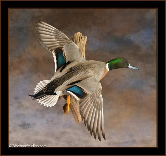 pintail-mallard.jpg