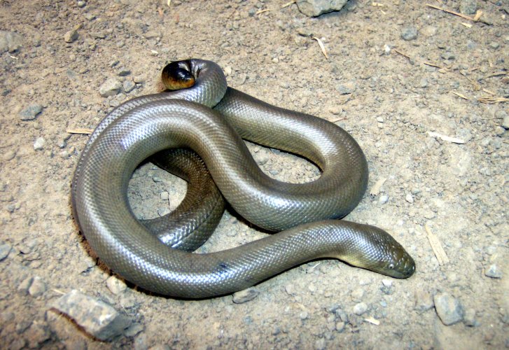 RUBBER BOA DEFENCE.jpg