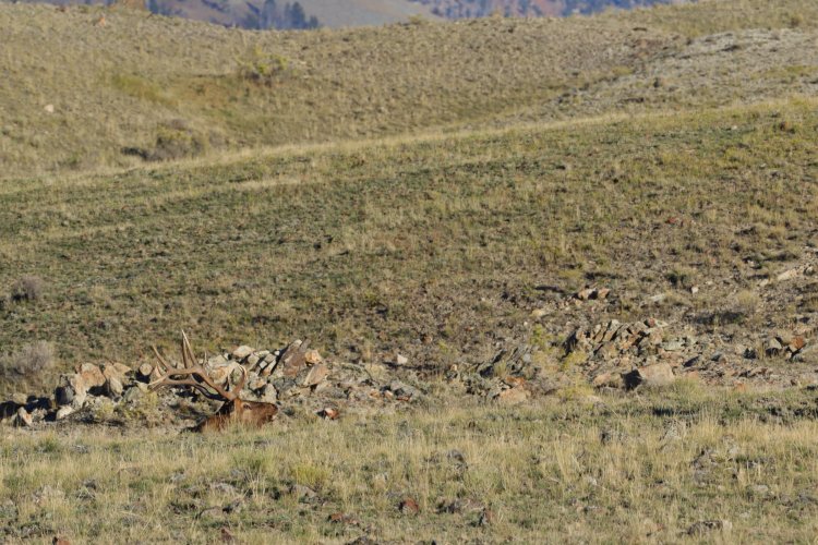 Hoary-Horny Marmot..jpg