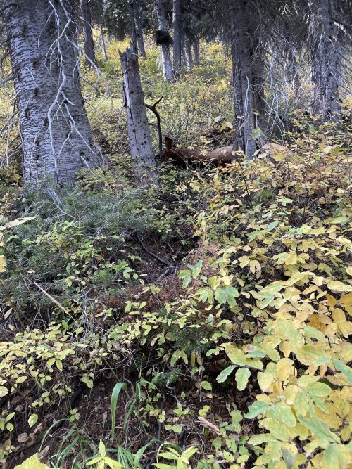 IMG_8436.jpeg IMG_8436.jpeg