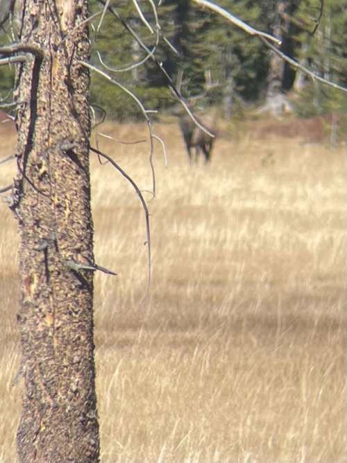 J elk 10.jpg J elk 10.jpg