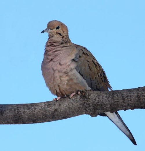 mourning dove.JPG