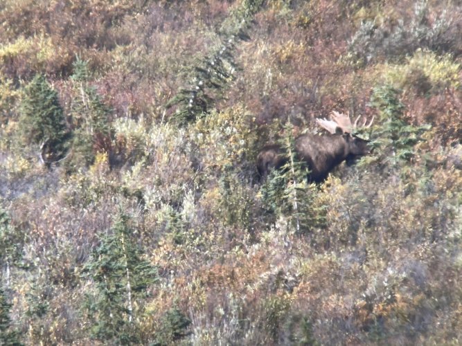 bull1.JPG bull1.JPG