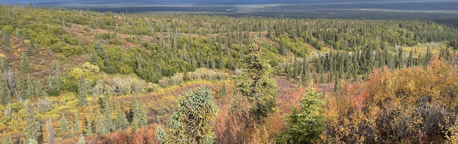 moose timber.JPG moose timber.JPG