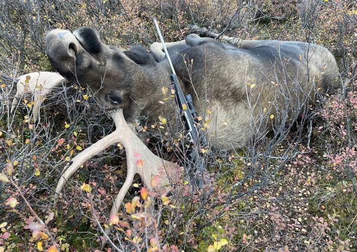 As moose lay 1.JPG As moose lay 1.JPG