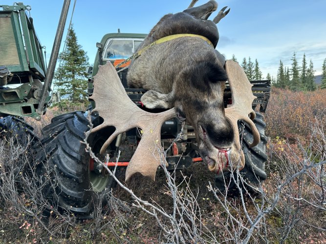 moose hauler.JPG