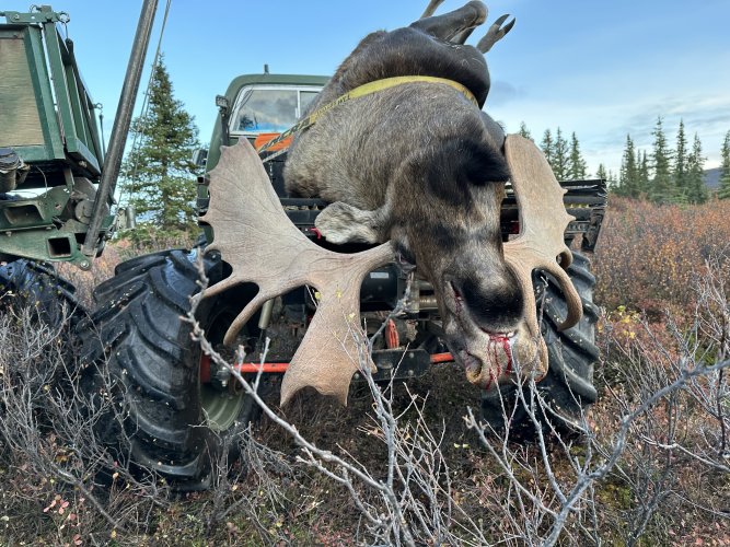 moose hauler.JPG moose hauler.JPG