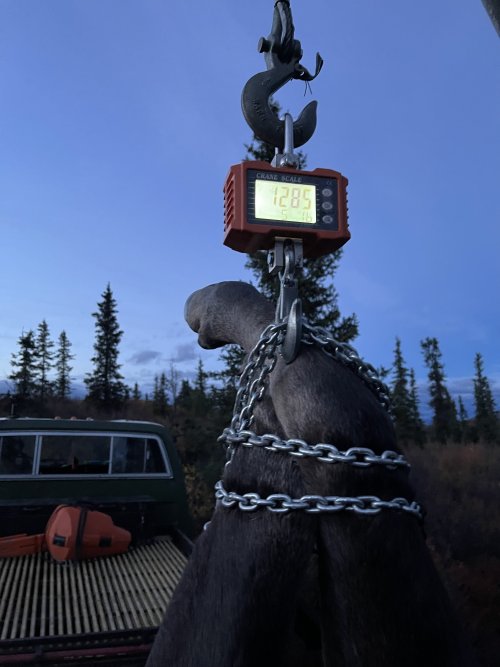 moose weight.JPG moose weight.JPG