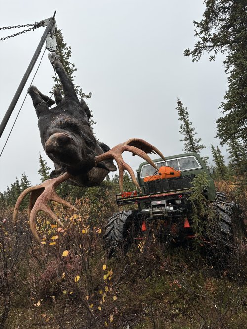 whole moose hanging.JPG whole moose hanging.JPG