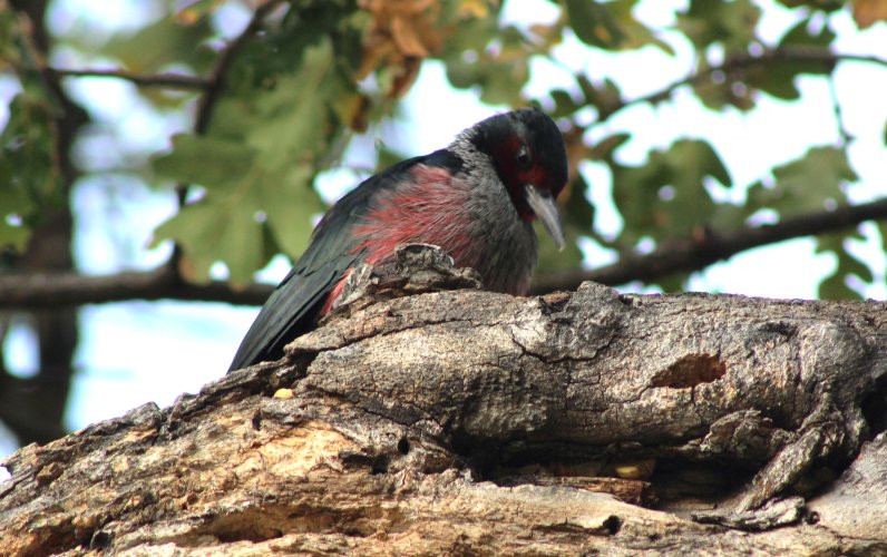 LEWIS' WOODPECKER2.JPG