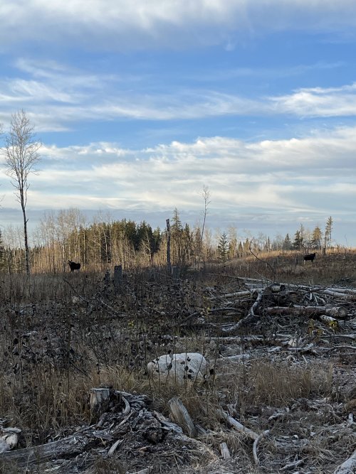 IMG_1370.jpeg IMG_1370.jpeg