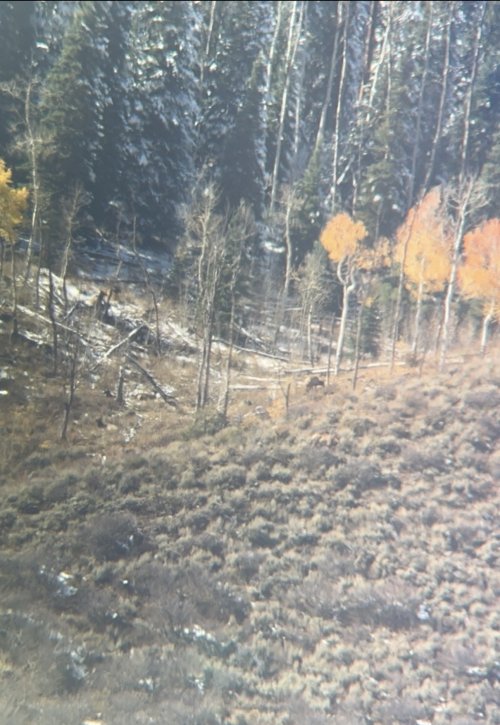 IMG_5229.jpeg