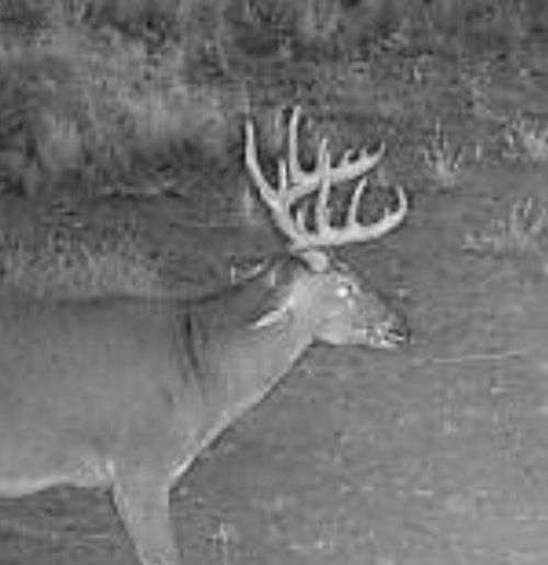 IMG_8233.jpeg IMG_8233.jpeg