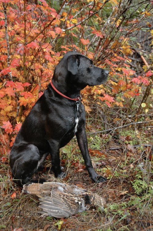 Fall Colors Grouse 102904.JPG