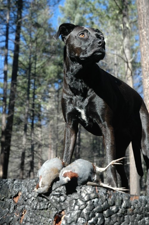 Burnt Stump Mtn. Quail.JPG