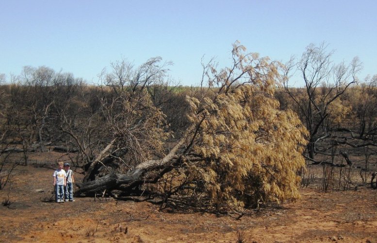 burn_tree_down.jpg burn_tree_down.jpg