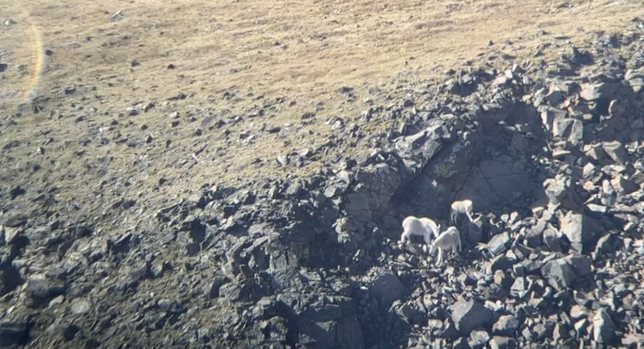 WYgoats.jpg WYgoats.jpg
