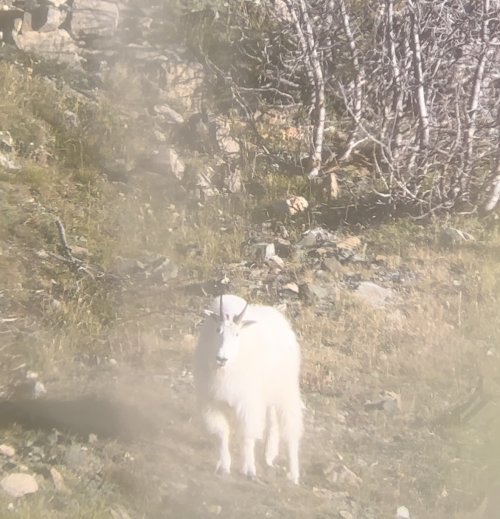 Goat1.jpg Goat1.jpg