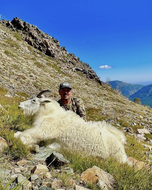 Goat.jpeg Goat.jpeg