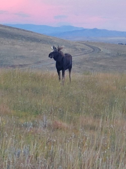 Young bull moose.jpg