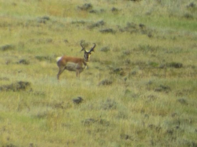 Antelope.jpg