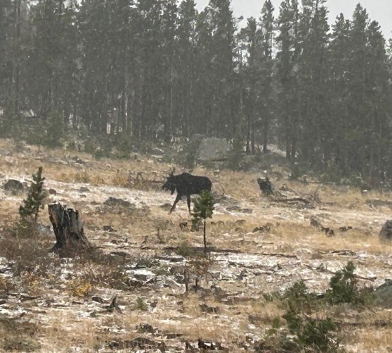Wyoming moose.jpg Wyoming moose.jpg