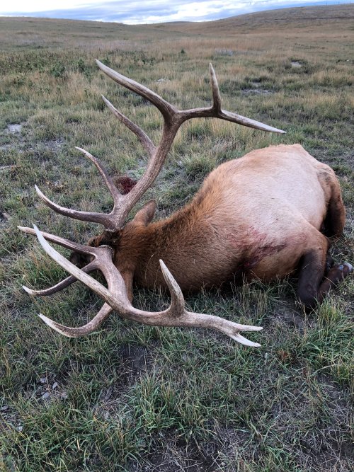 elk2.jpg elk2.jpg