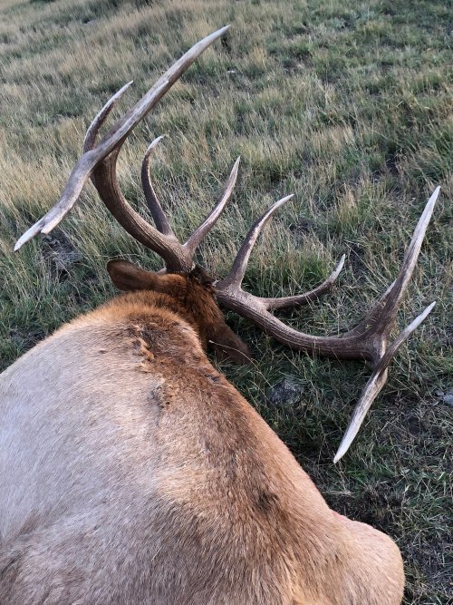 elk9.jpg elk9.jpg